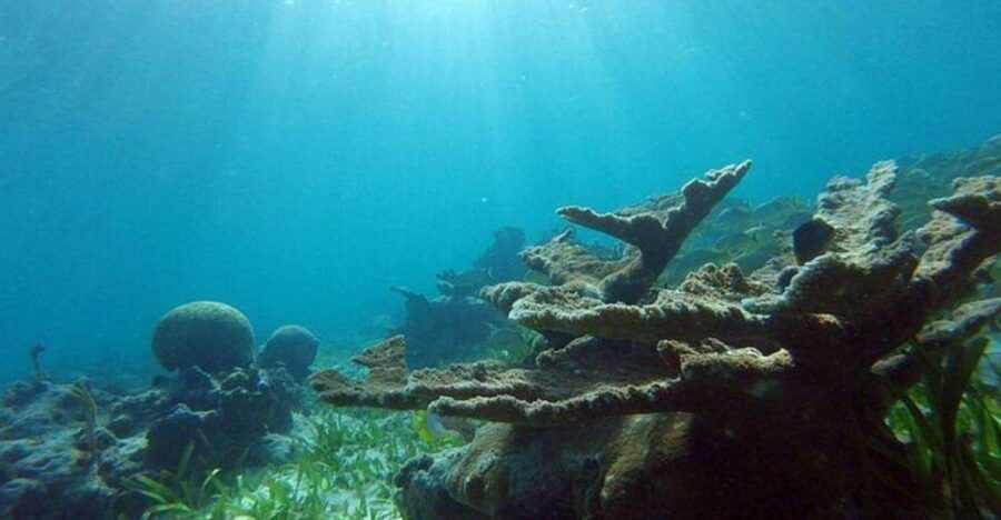 Cancun: Swim With Turtles, Reef, Underwater Museum Tour - Good To Know