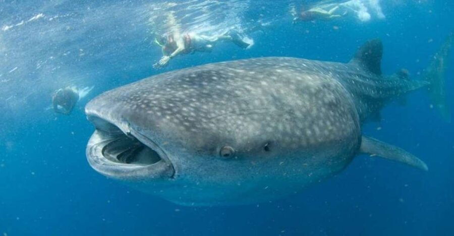 Cancún: Swim With Whale Sharks - Good To Know