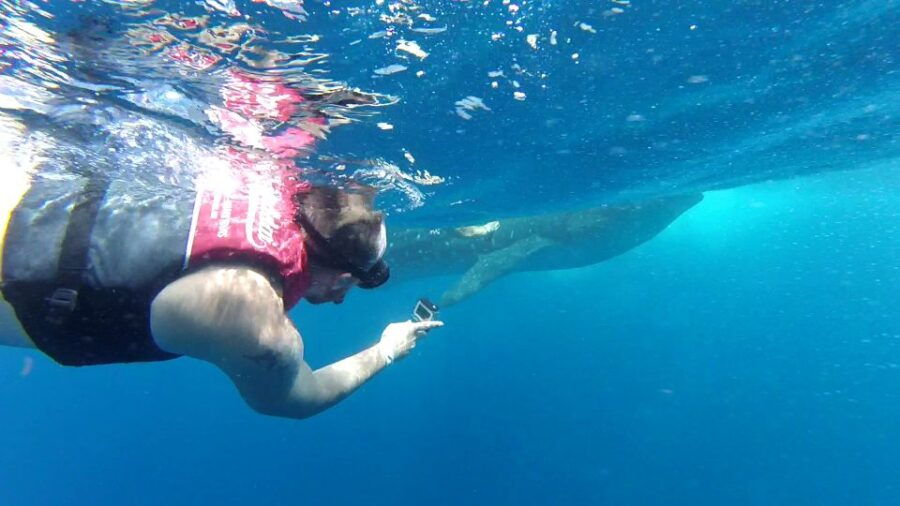 Cancún Whale Shark Tour - Good To Know