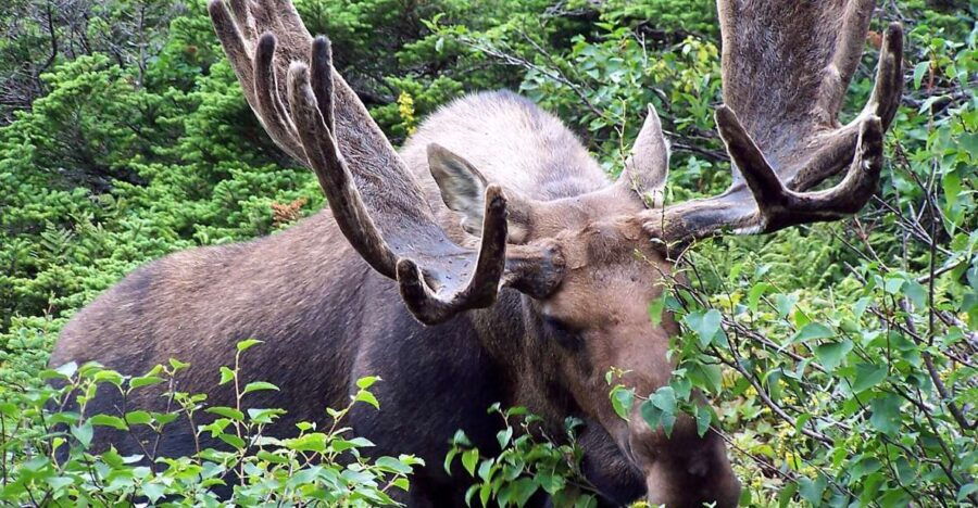 Canmore: Banff Park Safari Drive & Nature Walk – 4hrs