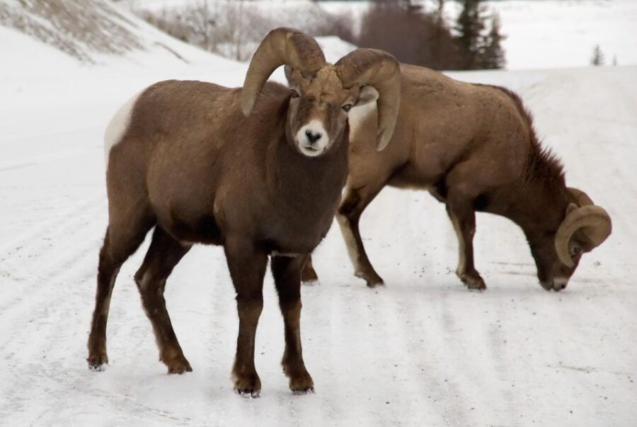Canmore: NEW - Famous Mountains / Photo Safari Drive - 4hrs