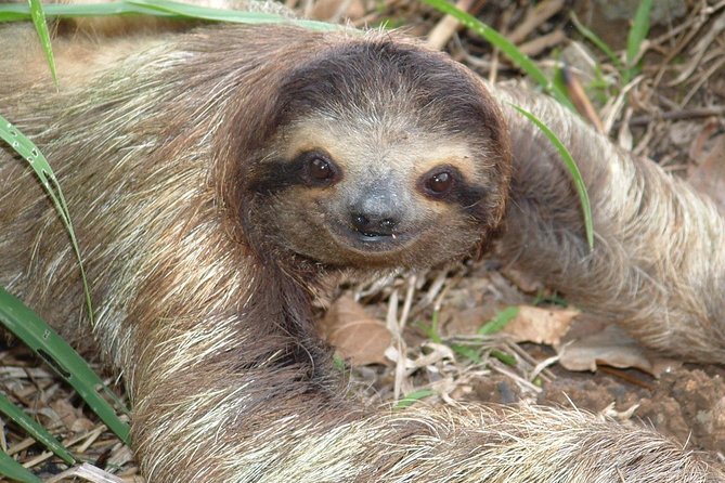 Canyoneering and Canopy Tour in Turrialba - Good To Know