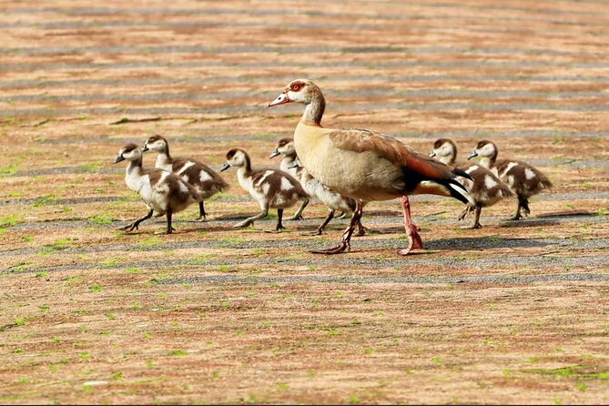 Cape City Center and Table Mountain Full Day Tour. - Tour Highlights