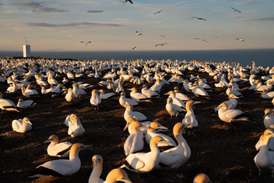 Cape Kidnappers: Gannet Colony Exclusive Sunrise Tour
