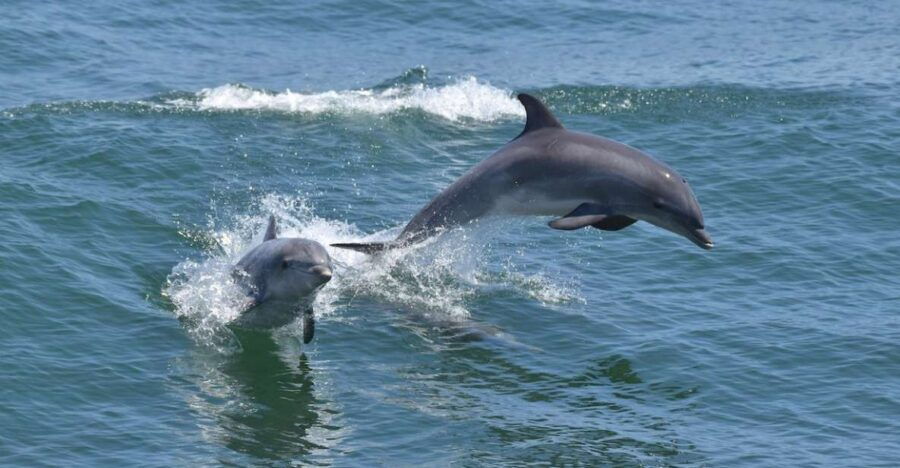 Cape May: Dolphin and Bird Watching Cruise