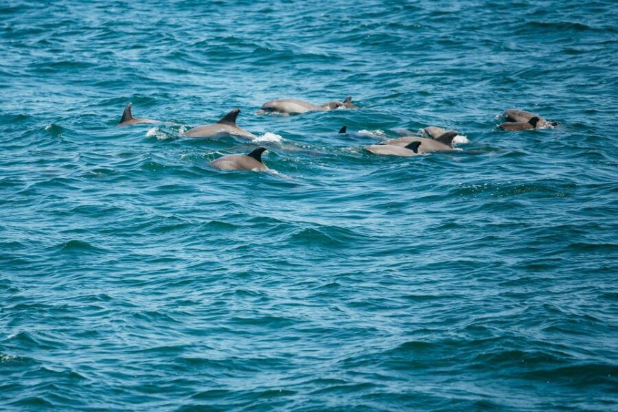 Cape May: Jersey Shore Whale and Dolphin Watching Cruise