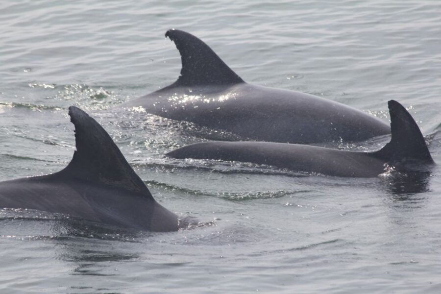 5 Best Whale Watching Experiences In Cape May