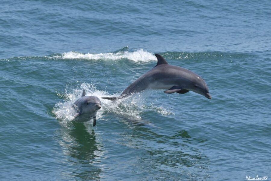Cape May: Sunset Dolphin Watching Cruise With Food