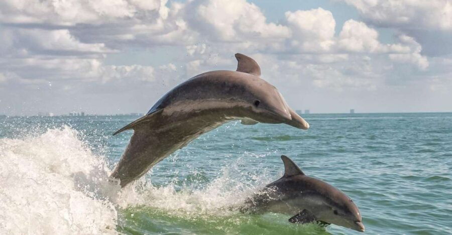 Cape May: Weekend Whale and Dolphin Watching Cruise