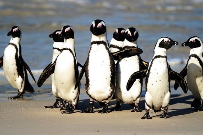 Cape of Good Hope and Penguins Viewing Private Tour - Good To Know