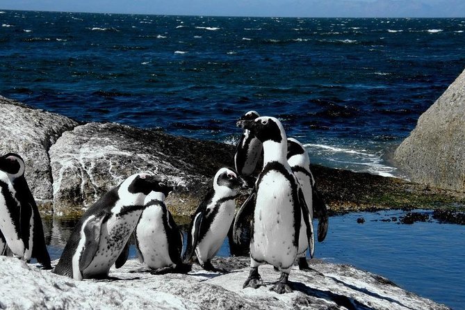 Cape of Good Hope, Cape Point & Penguins Private Morning Tour - Good To Know