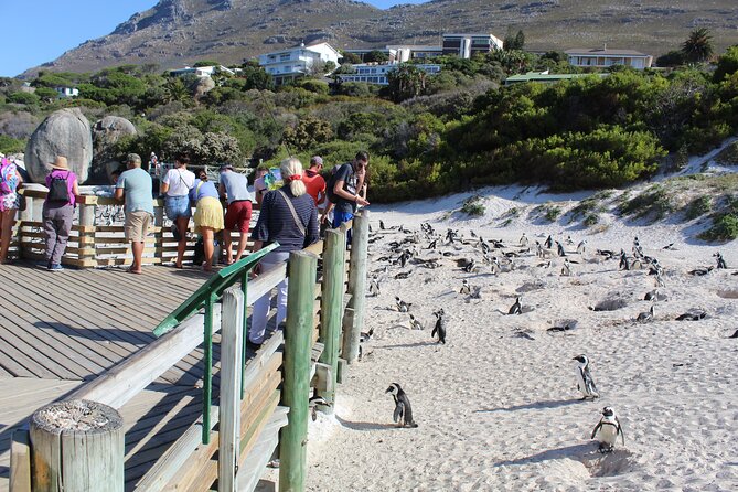Cape of Good Hope Penguins From Cape Town Excluding Entry Fees Shared Tour - Good To Know