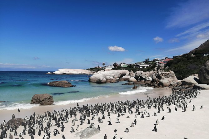 Cape Point Private Tour Withtable Mountain and Penguin Colony - Tour Highlights