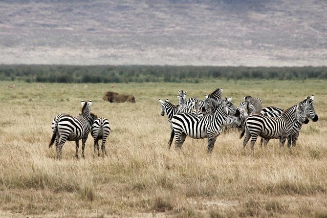 Cape Town 2Days Tour- Aquila Safari Game Reserv & Robben IslandGetaway Overnight