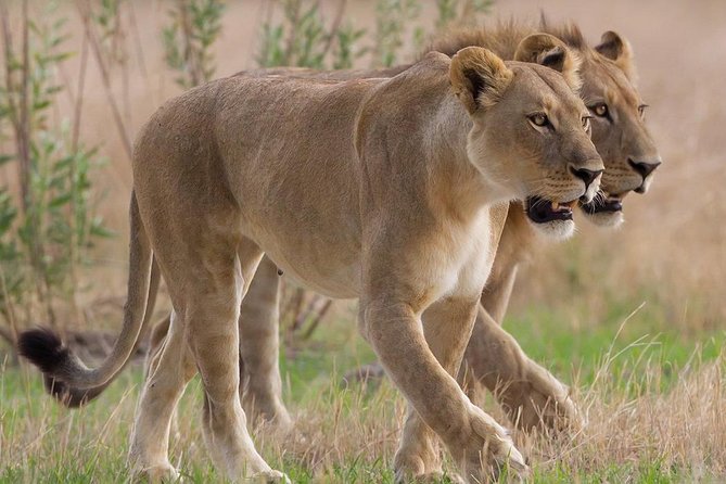 Cape Town 3-Day Attraction Tour:Aquila Safari Tour & Wine Tasing & Robben Island - Good To Know