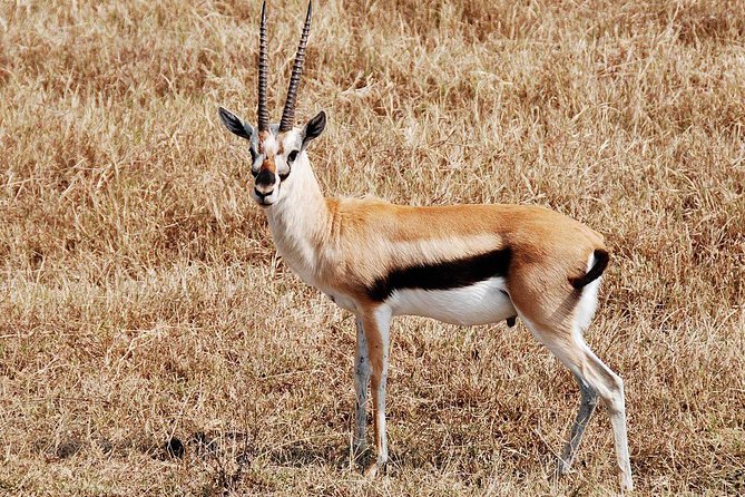 Cape Town 3-Day Attraction Tours: Aquila Safari - Cape Peninsula -Wine Tasting - Good To Know