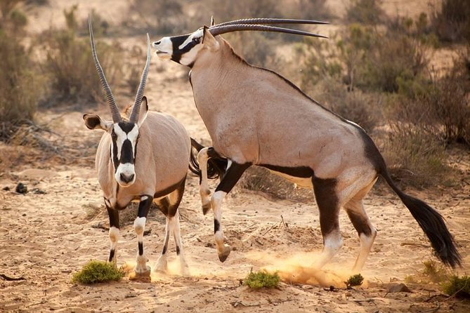 Cape Town 3-Day Attraction Tours: Aquila Safari, Cape Peninsula, Wine Tasting - Tour Overview