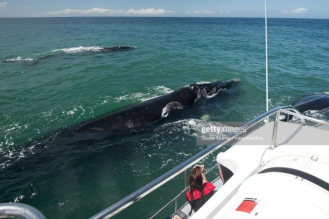 Cape Town 3-Day Attraction Tours: Shark Diving & Cape Peninsula & Wine Tasting - Good To Know