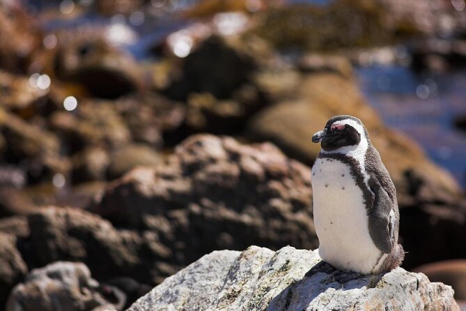 Cape Town 3-Day Hosted Experience