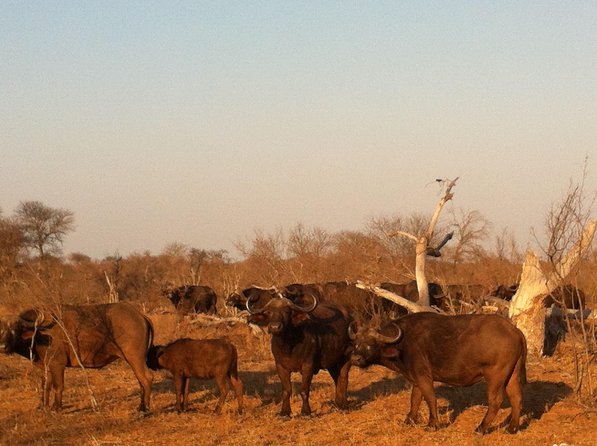 Cape Town Aquila Big 5 Safari - Good To Know