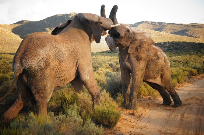 Cape Town Day Safari - Good To Know