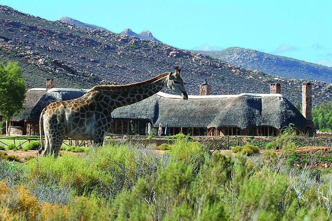 Cape Town Half-Day Big Five Safari Tours