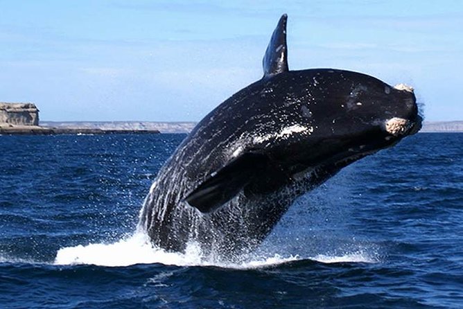 Cape Town: HERMANUS WHALES & WINE Private Full Day Tour - Good To Know