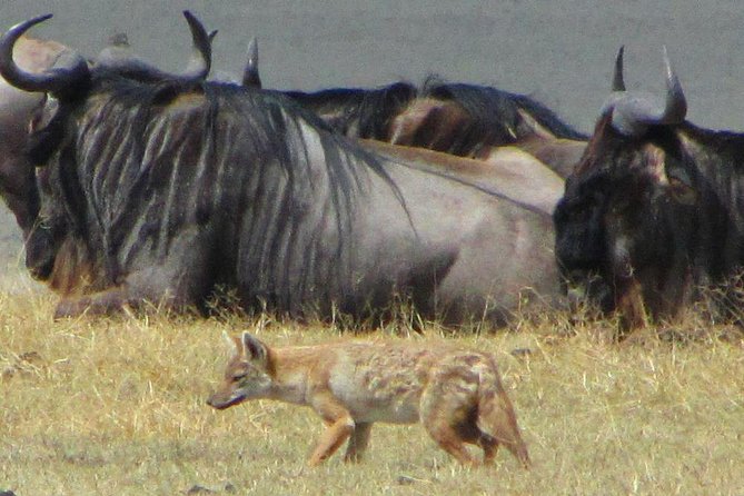 Cape Town Private - Best of Aquila Safari Tour - Good To Know