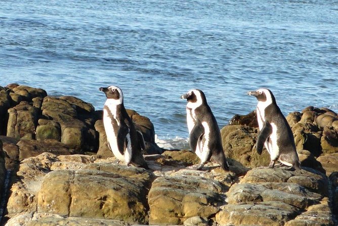 Cape Town Private - Cape Peninsula Penguin Full Day Tour - Good To Know