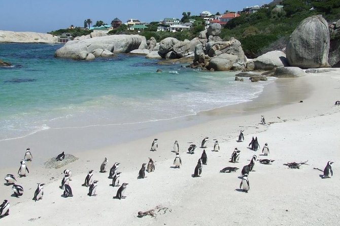 Cape Town Private, Cape Point Penguin Tour - Good To Know