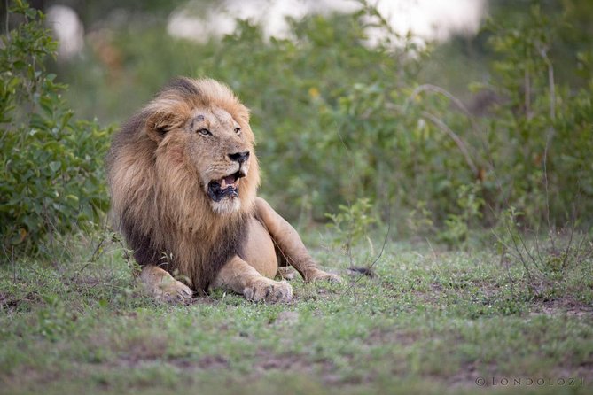 Cape Town Private Full Day Aquila Safari Tour With Lunch - Good To Know