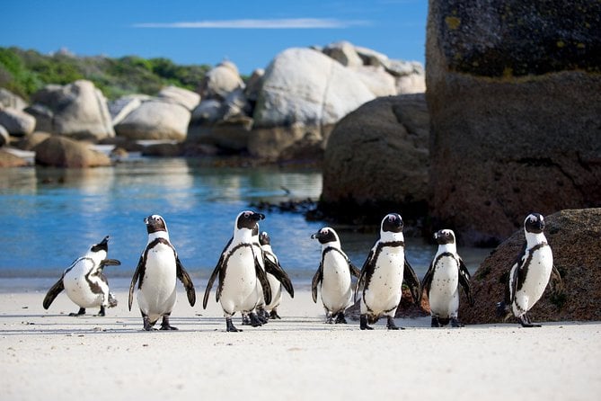 Cape Town Private Tour , Cape Peninsula Penguin