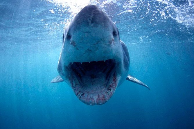 ( Cape Town Private Tour ) Hermanus Shark Cage Diving - Good To Know