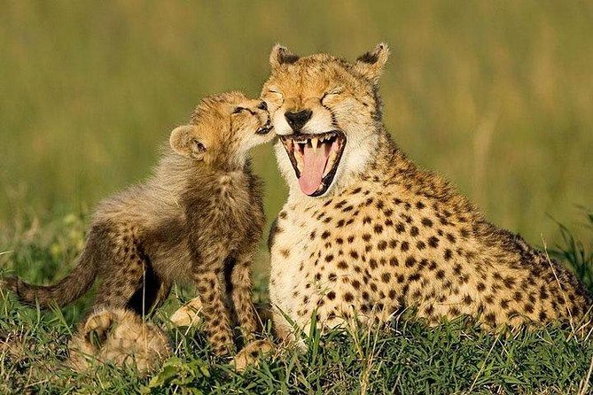 Cape Town Private Tour - the Best of Big Five Safari - Good To Know