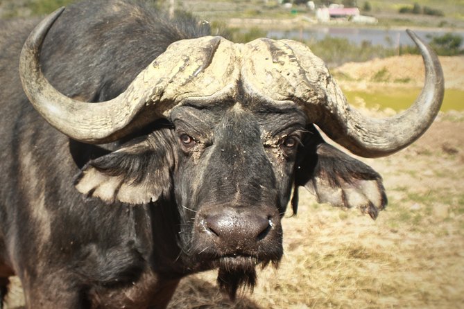 Cape Town Safari Game Drive - Pricing and Booking Details