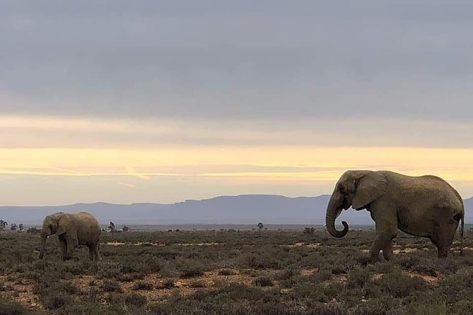 Cape Town Safari Transfers