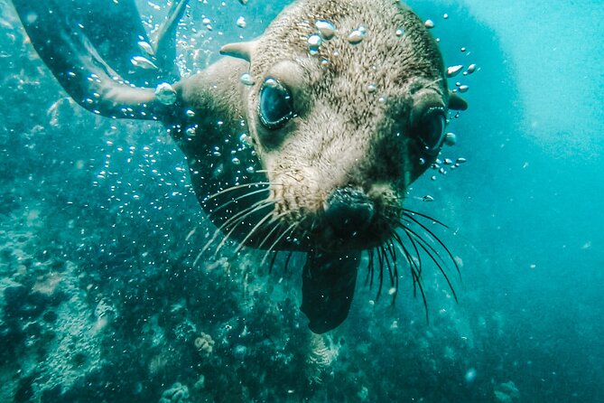 Cape Town Seal Snorkelling, Penguin Colony & Cape of Good Hope Private Tour - Good To Know