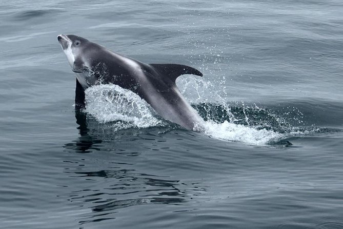 Cape Town, Shark Cage Diving Full Day Tour Combo On The Boat