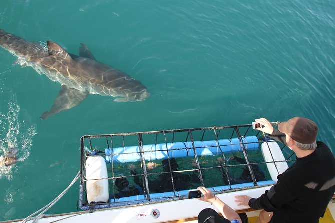 Cape Town Shark Cage Diving in Gaansbaai With Transfers - Western Cape