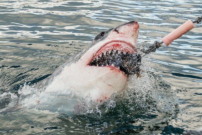 Cape Town: Shark Cage Diving & Penguins Tour to Gansbaai With Private Transfers - Good To Know