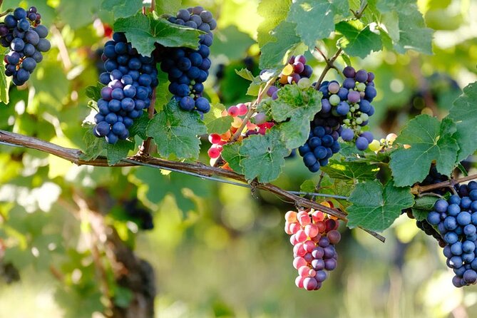 Cape Town Shore Excursion: Private Small Group Groot Constantia - Good To Know