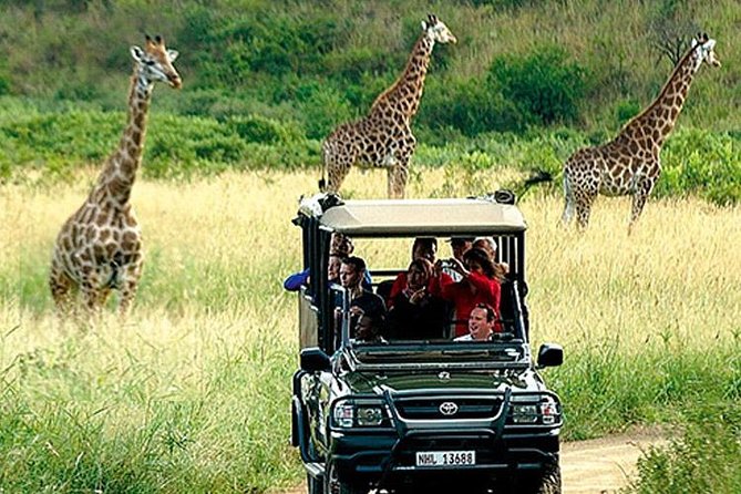 Cape Town – the Best of Aquila Safari Full Day Tour