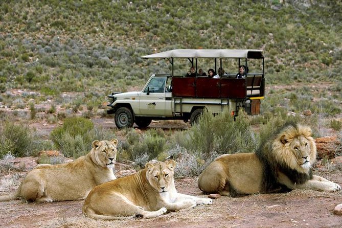 Cape Town - The Best of Aquila Safari Tour - Good To Know