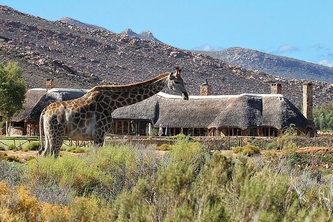 Cape Town Tour, Aquila Safari Game Reserve Overnight & Accommodation - Good To Know