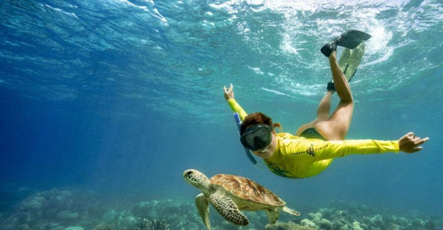 Cape Tribulation Ocean Safari Tour