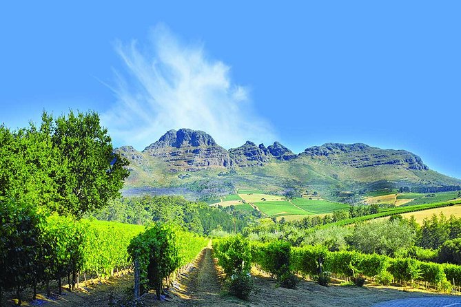 Cape Winelands Guided Day Tour From Cape Town