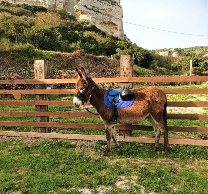 Cargeghe: Trekking With Donkeys Day Trip With Aperitif - Good To Know