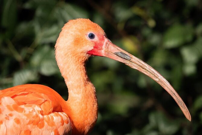 Caroni Swamp Wildlife Tour