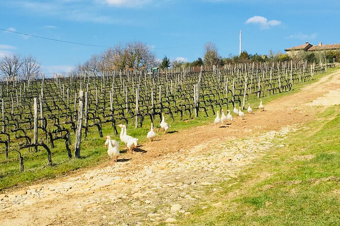 Casa Emma Wine Tasting