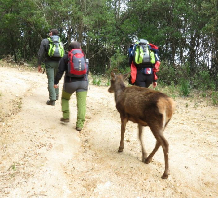 Castiadas: Sardinian Deer Forest Trek - Good To Know